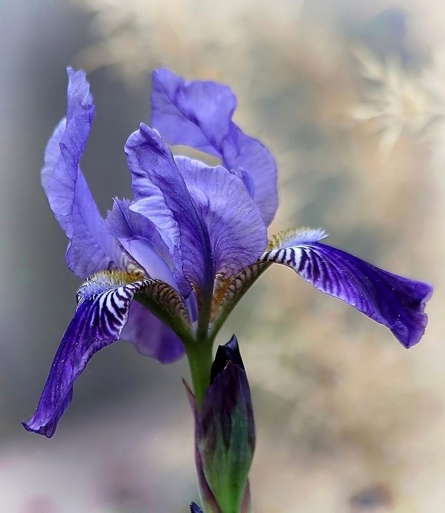 Iris