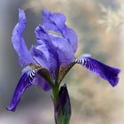 Iris