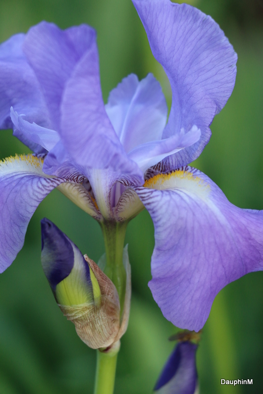 Iris