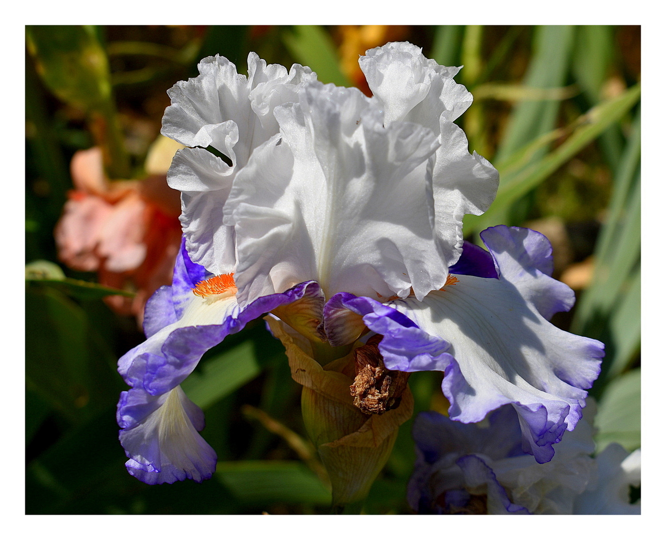 iris