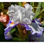 iris