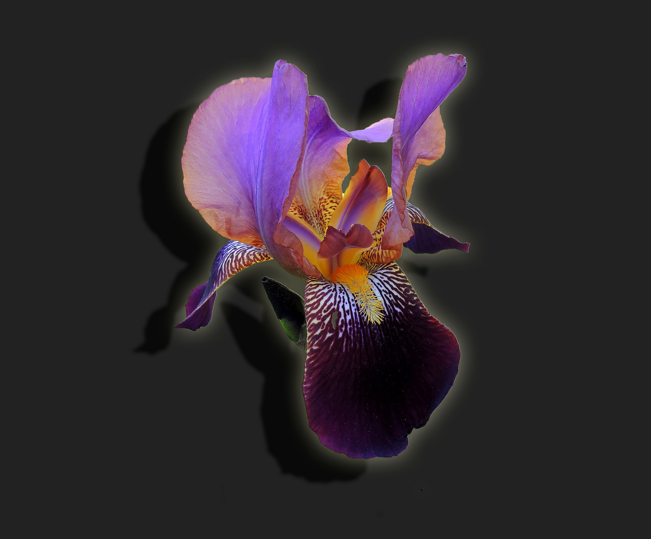 Iris.