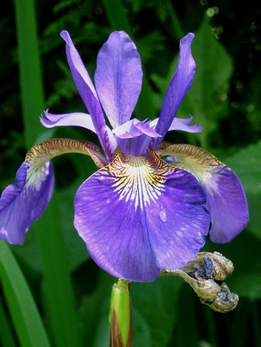 iris