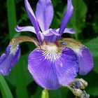 iris