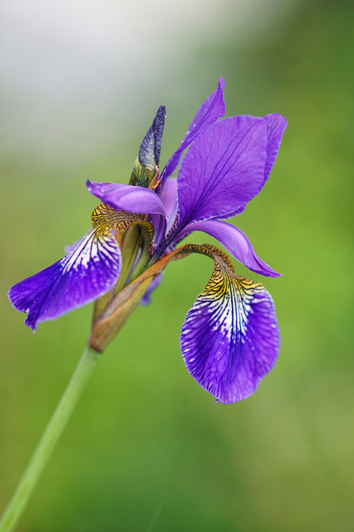 Iris