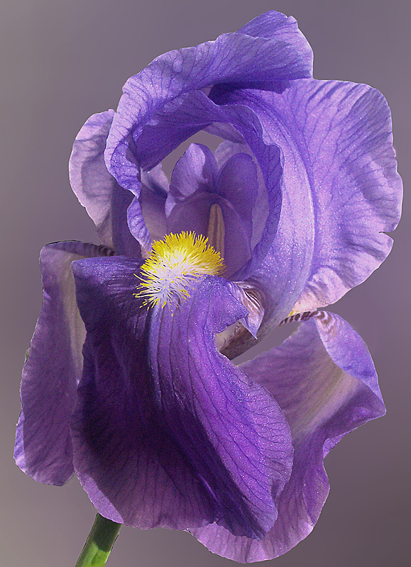 -----iris-----