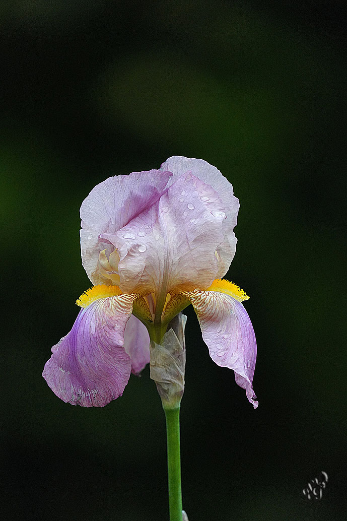 Iris