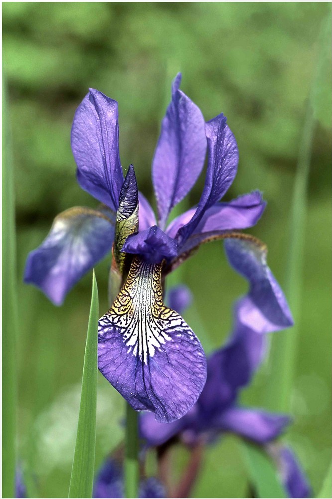 Iris