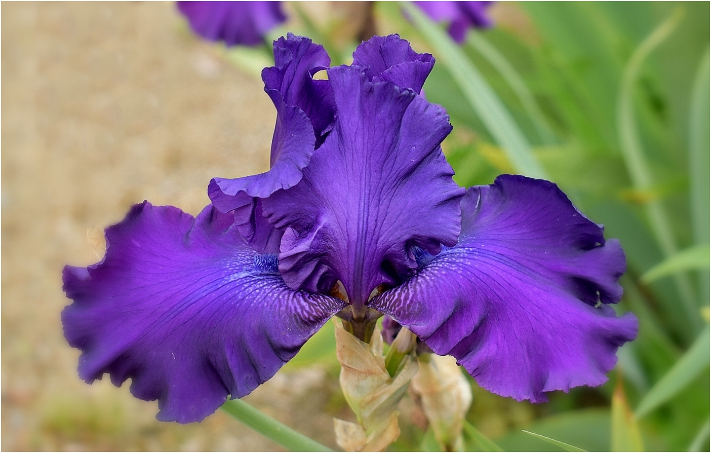 iris