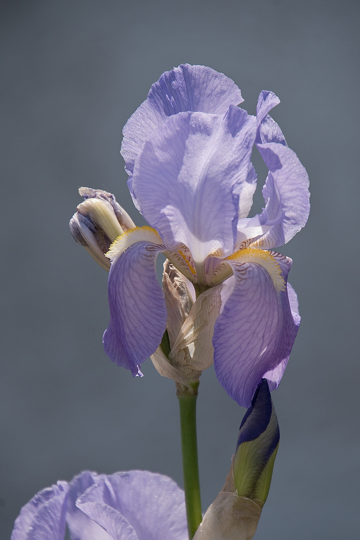 Iris