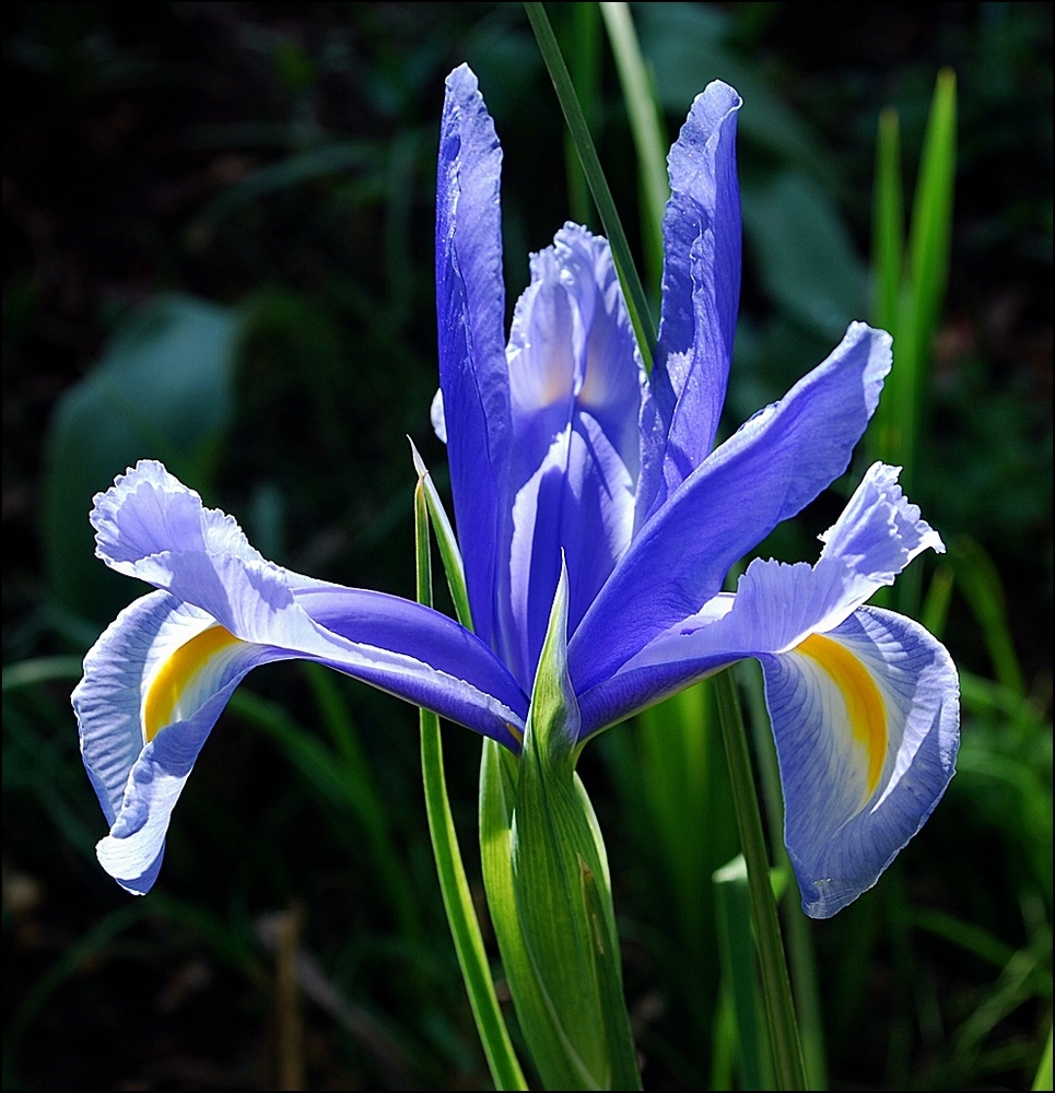 Iris