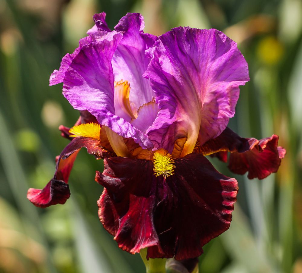 iris 