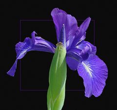 Iris