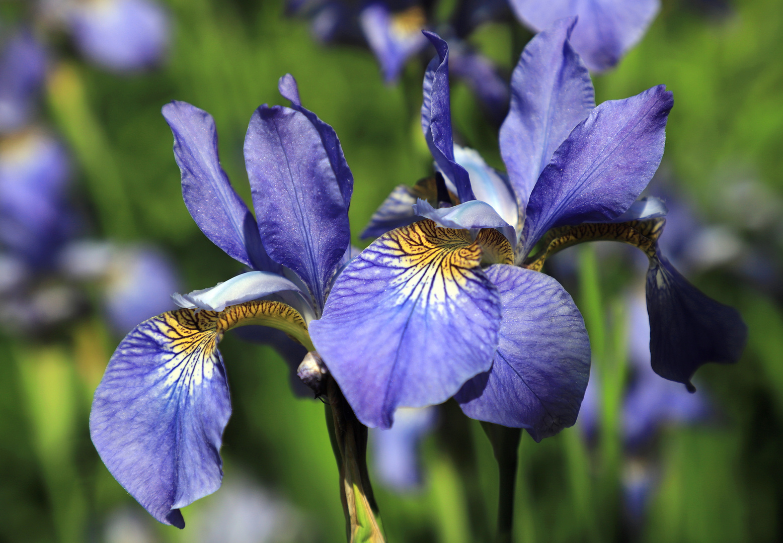 iris Foto & Bild pflanzen, pilze & flechten, blüten & kleinpflanzen