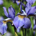 iris