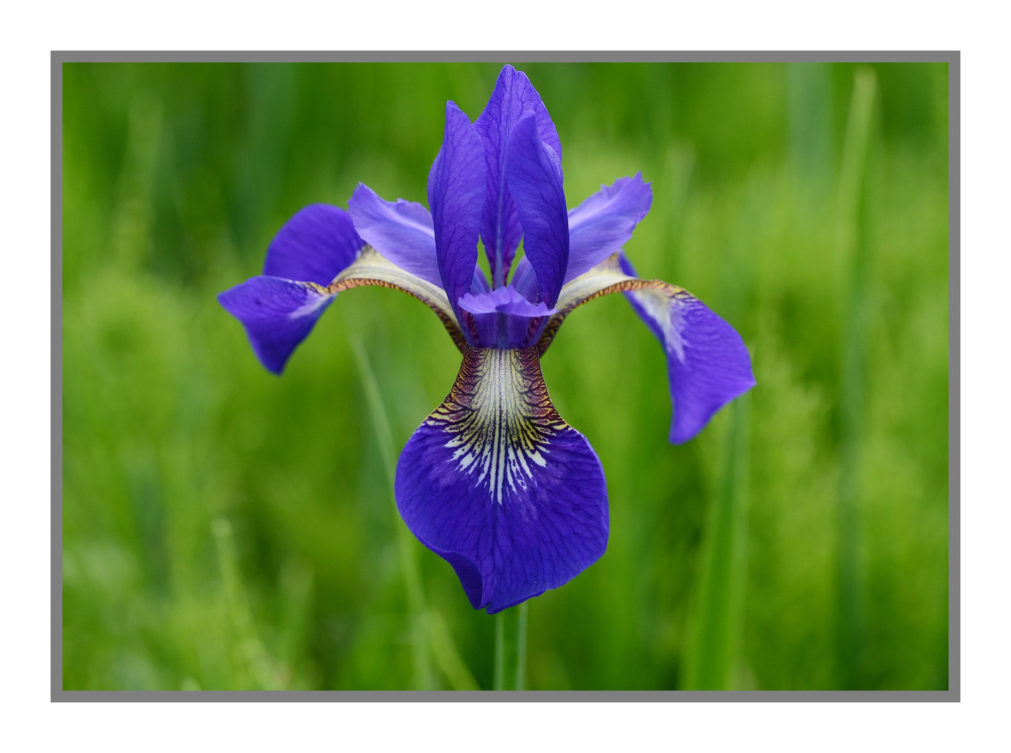 Iris