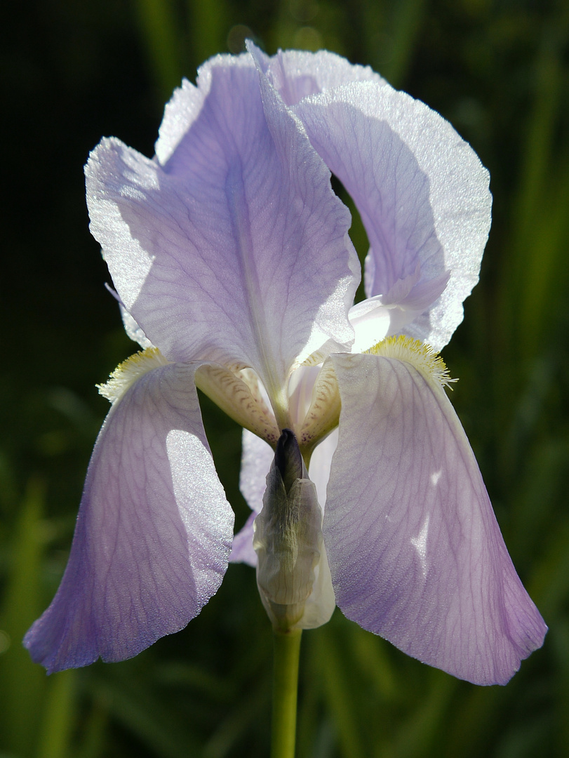 iris