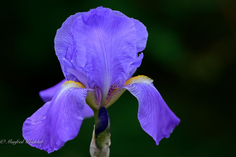 Iris ...