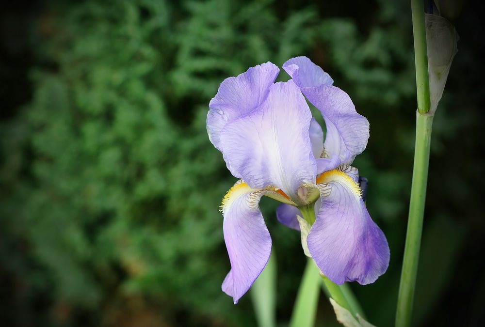 Iris Foto & Bild natur, pflanzen, blüten & kleinpflanzen Bilder auf