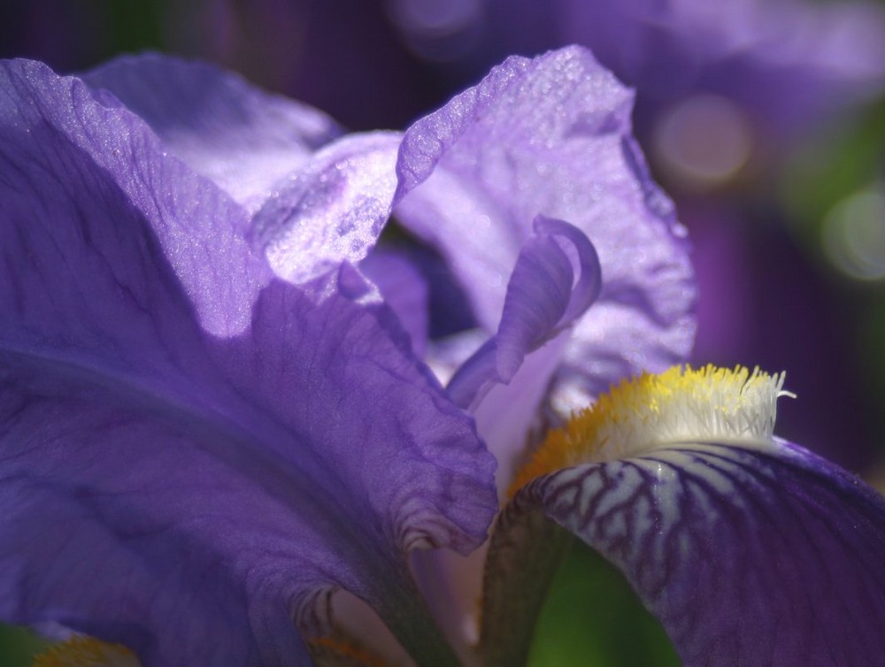 Iris