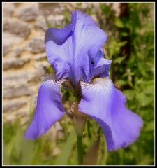 iris