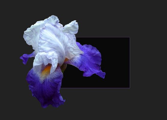 iris_