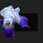 iris_