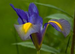 Iris