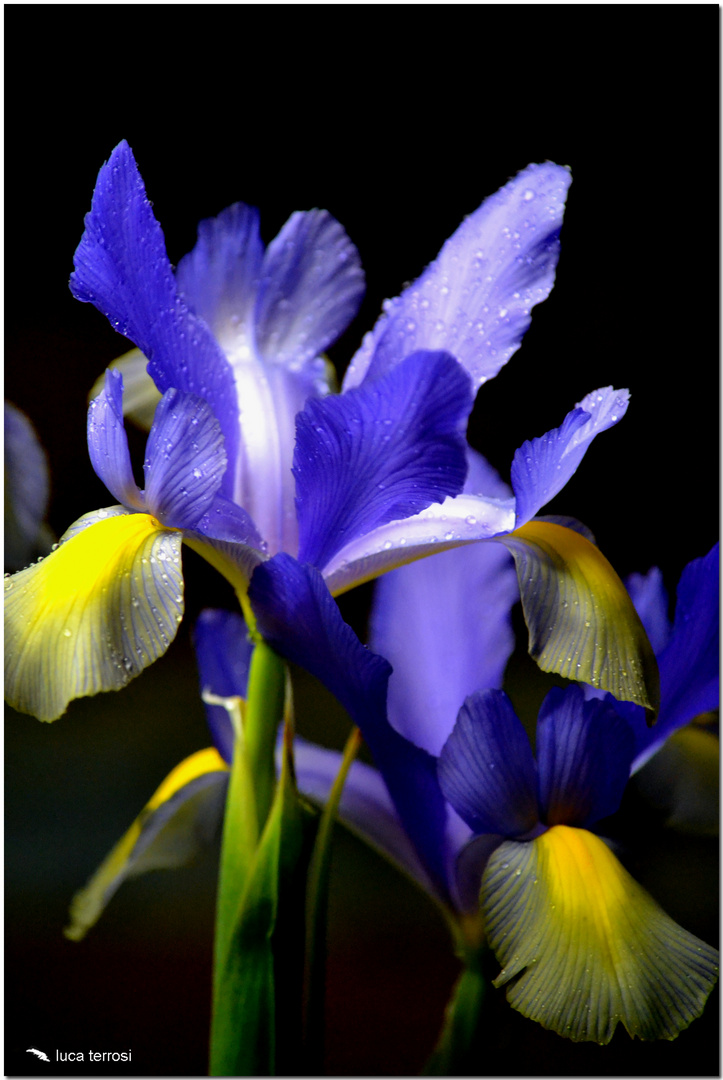 iris 