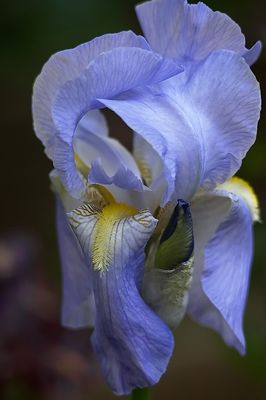 Iris