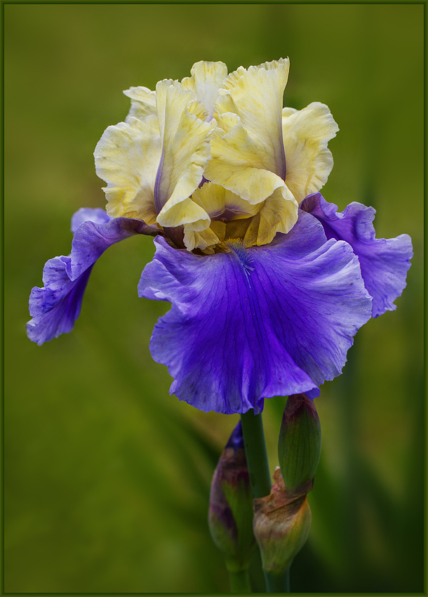 Iris