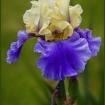 Iris