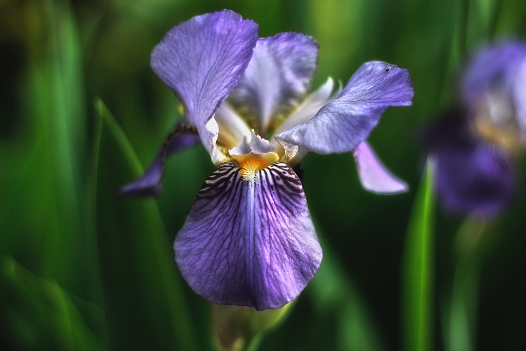 Iris