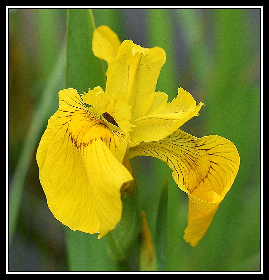 iris