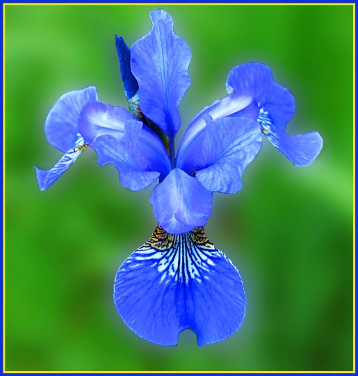 Iris