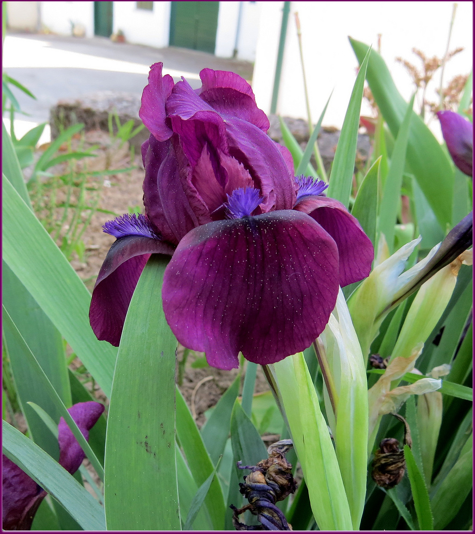 Iris