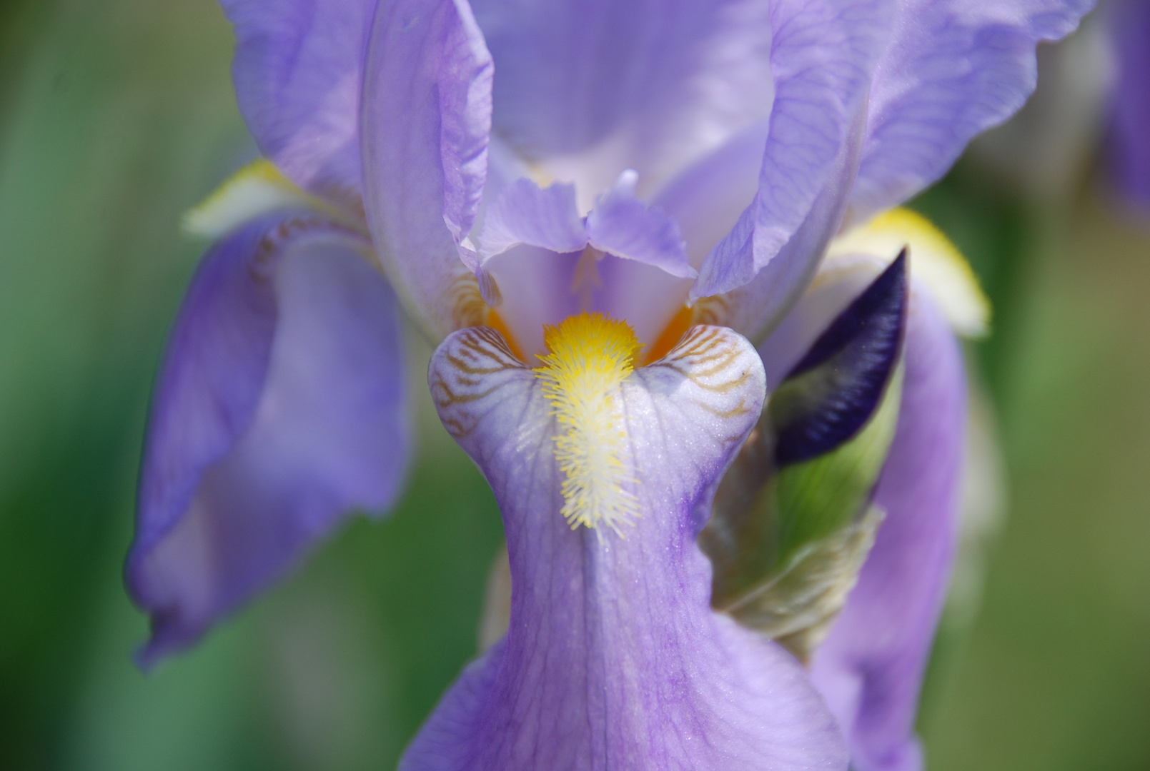 Iris