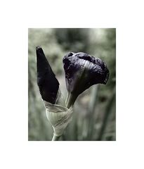 ~Iris~