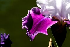 Iris