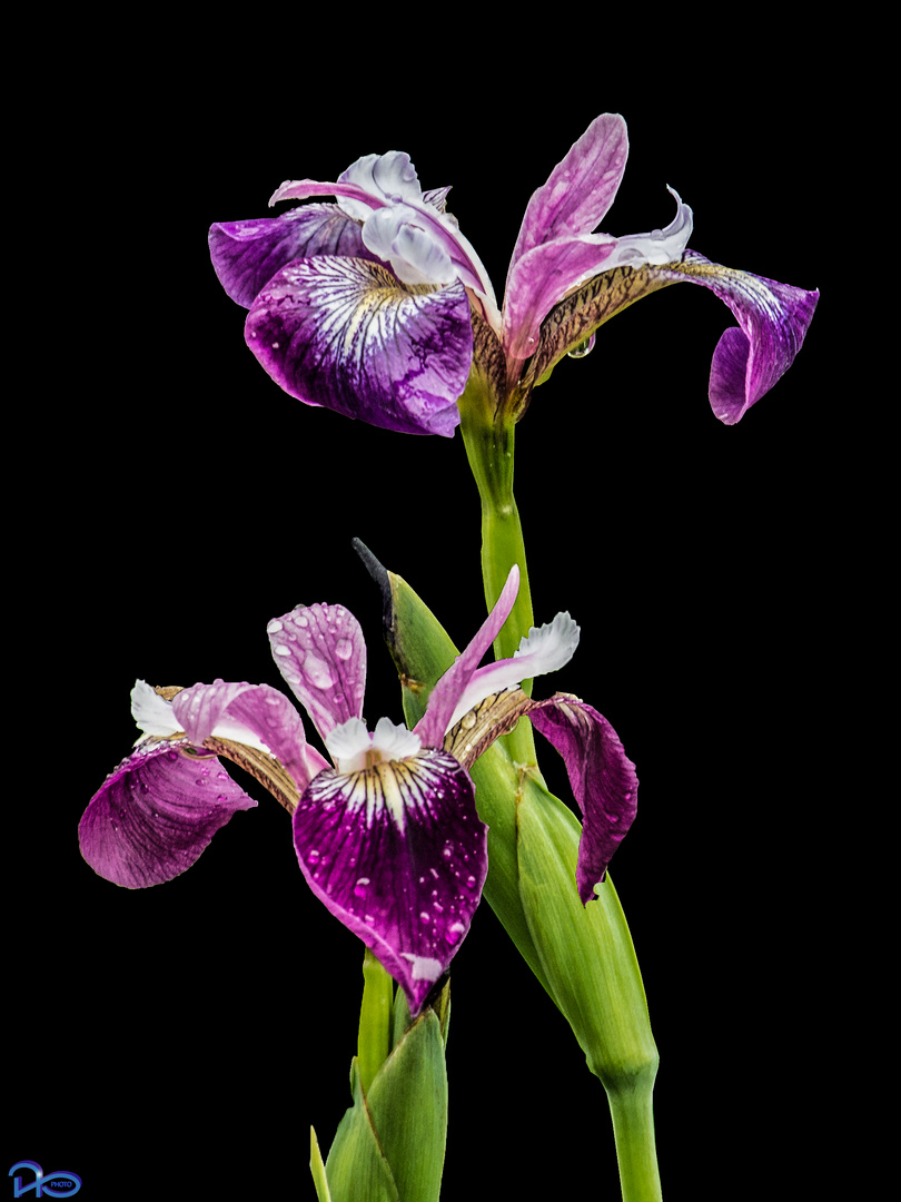 ~ Iris ~