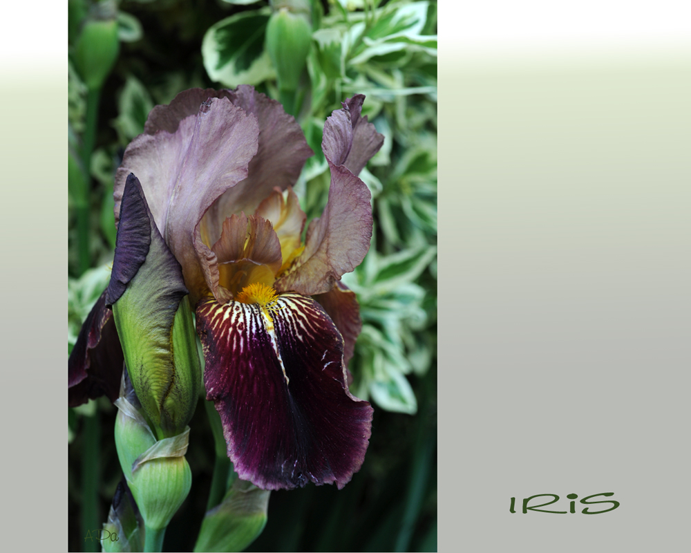 IRIS