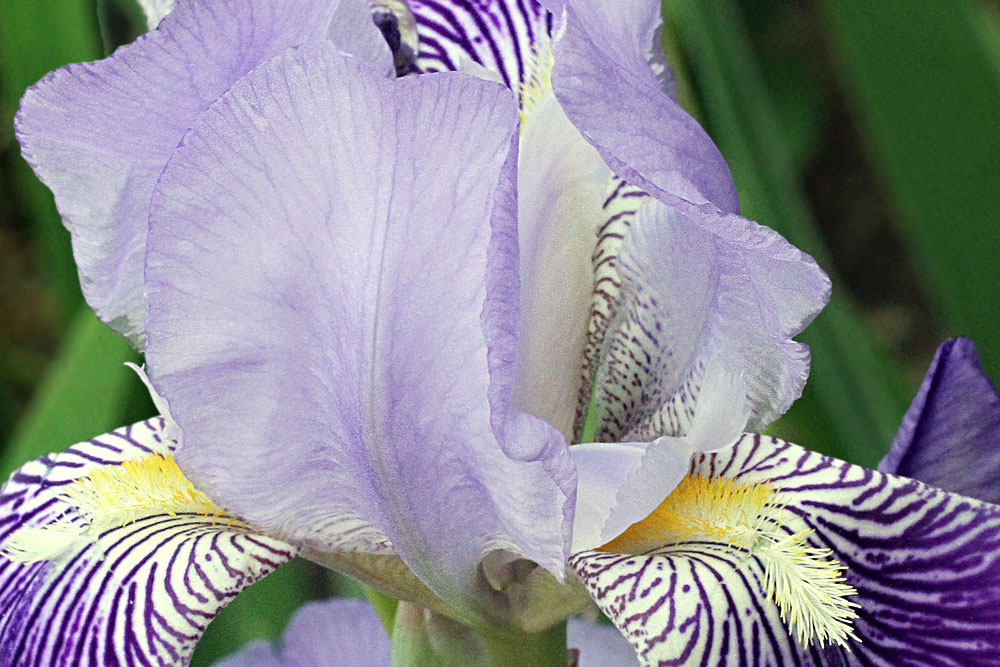 Iris