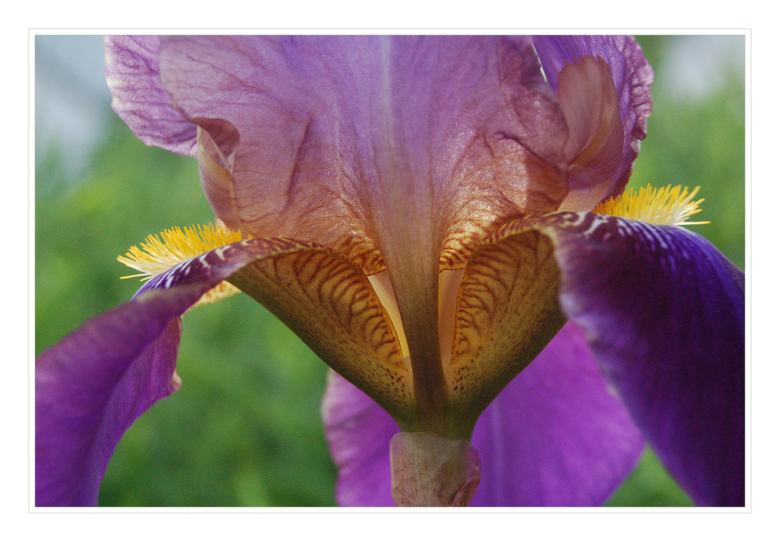 Iris