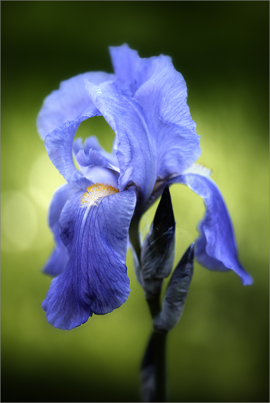 Iris