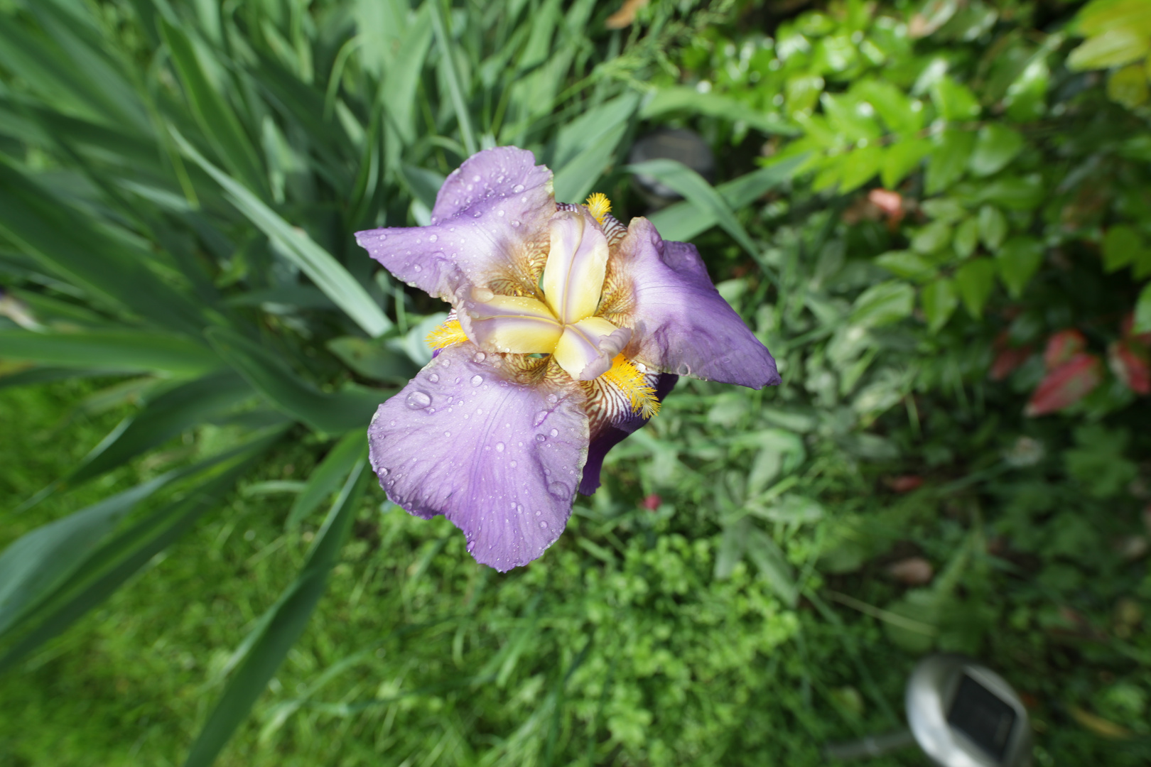 Iris