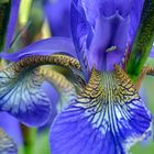 Iris