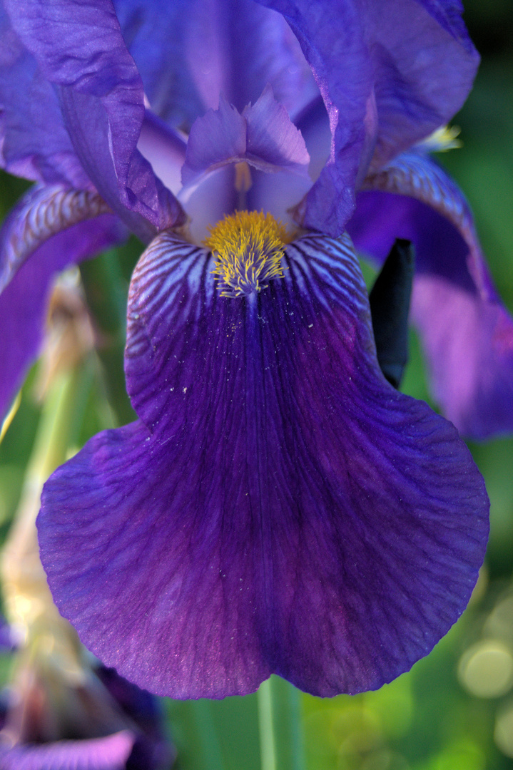 Iris