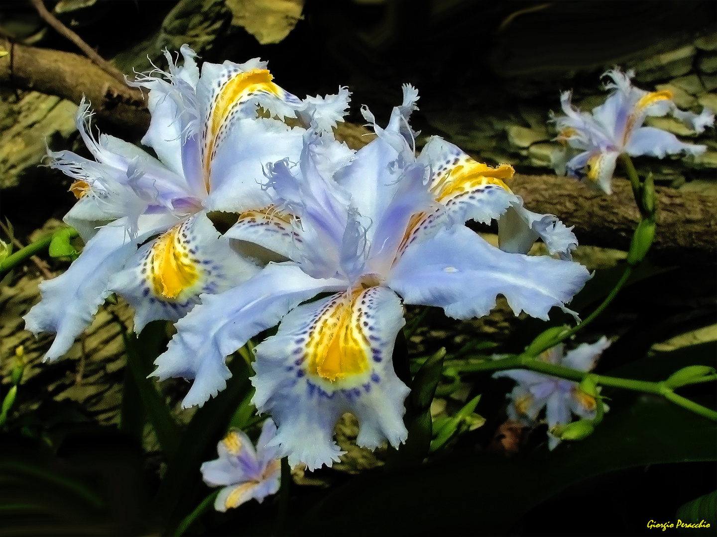 Iris