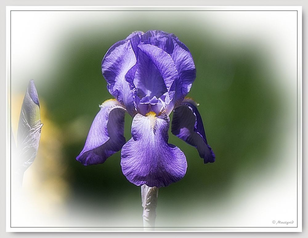 ~ Iris ~