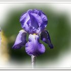 ~ Iris ~